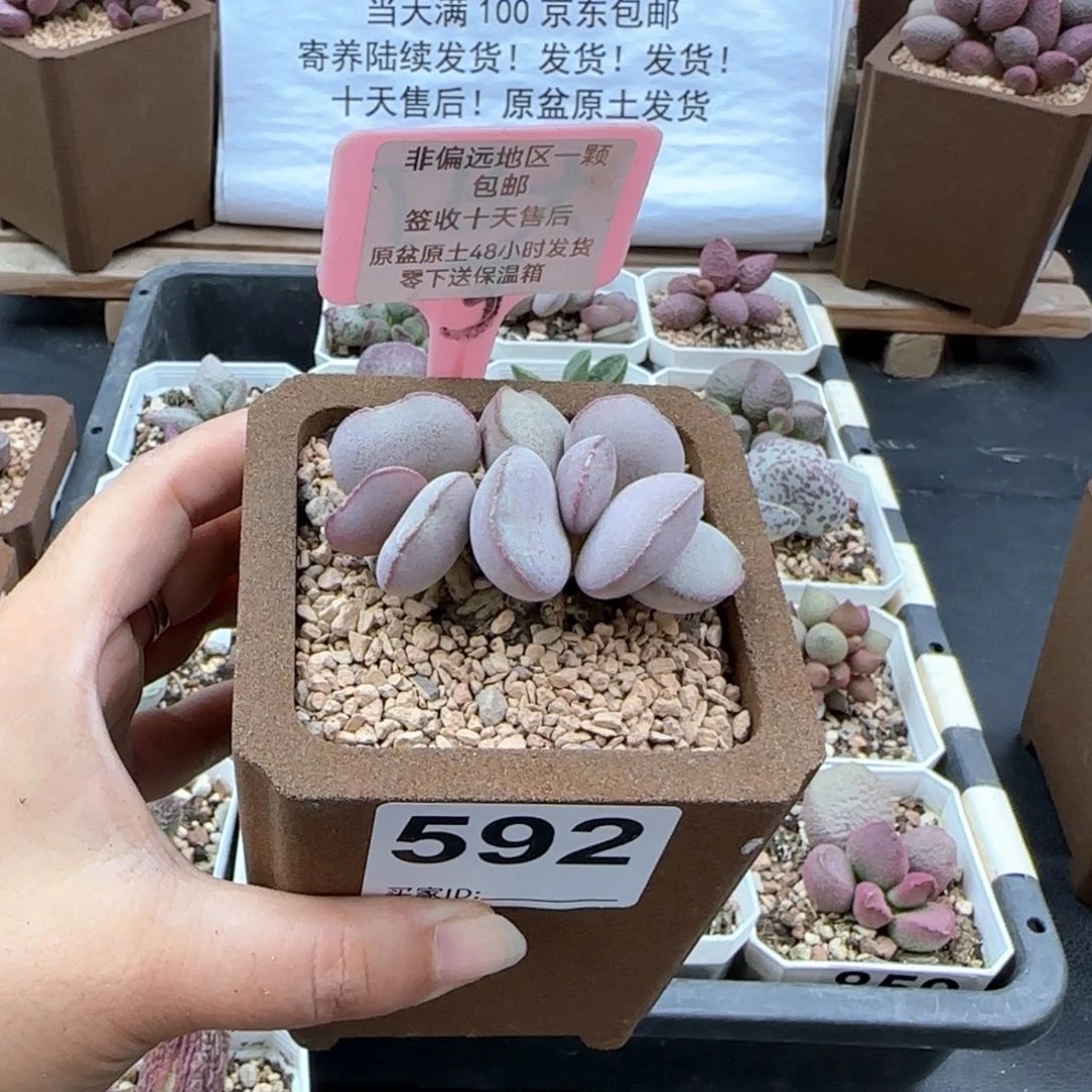 592白肌红蛋多肉植物