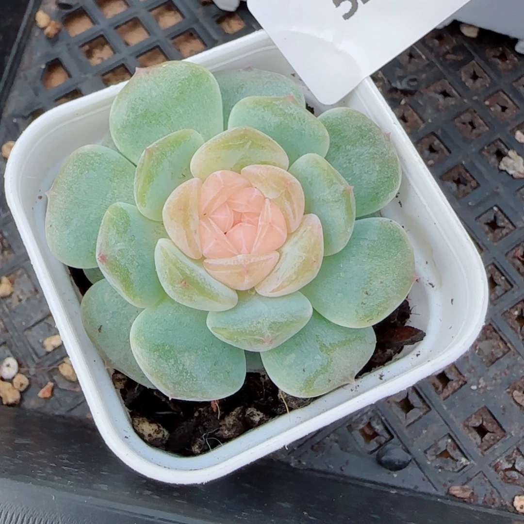 珍珠糖，5266多肉植物