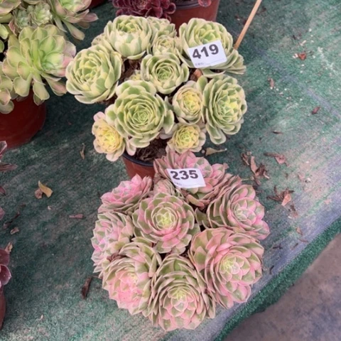 紫***儿419迈巴赫，235荔枝多肉