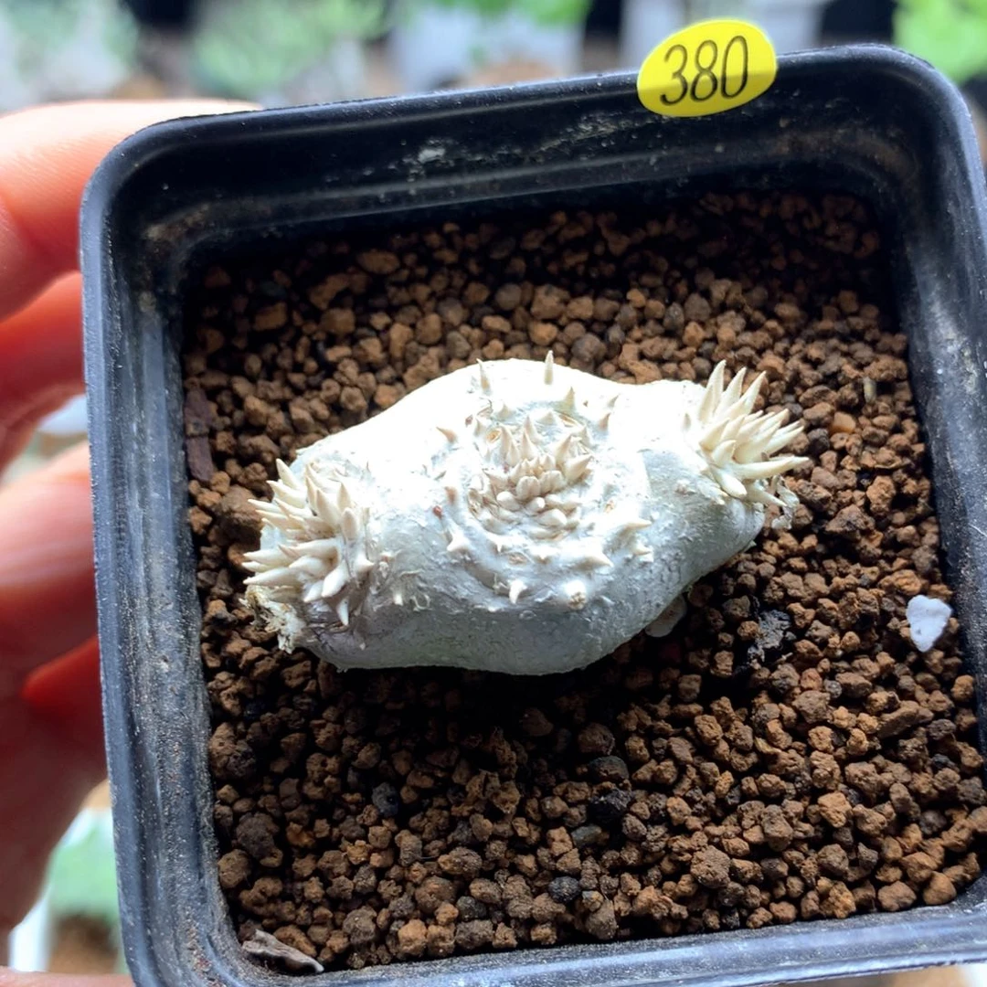 惠比须笑母本带盆3 80