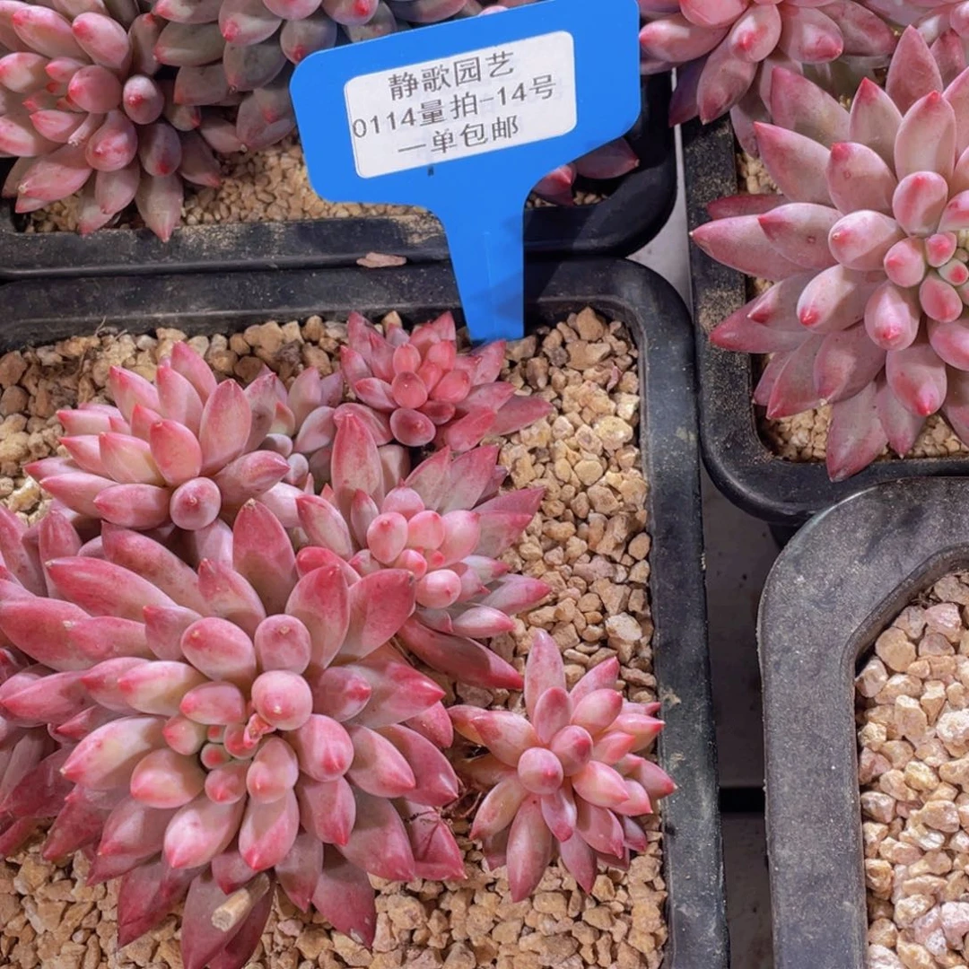 0114-14-大群一代虞美人福利一颗