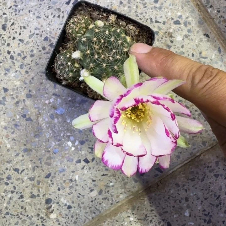 242带根丽花掰花脱土发货有点皱斑，20包邮