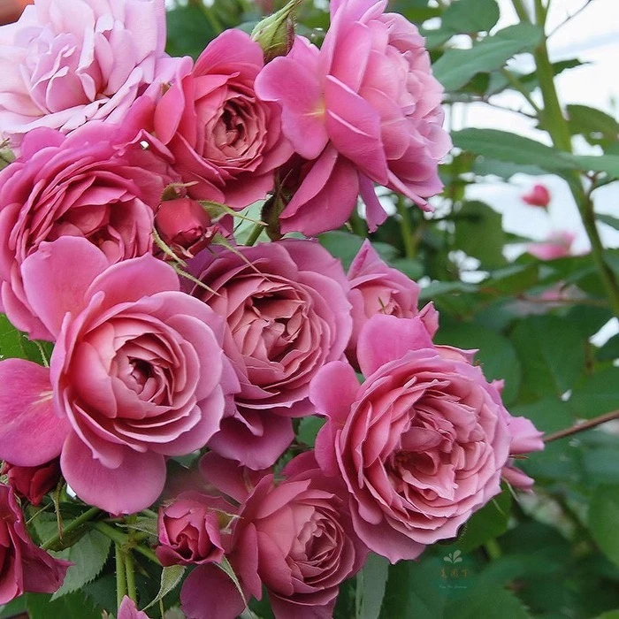 葵 月季花苗四季开花丰花玫瑰切花抗病长势快