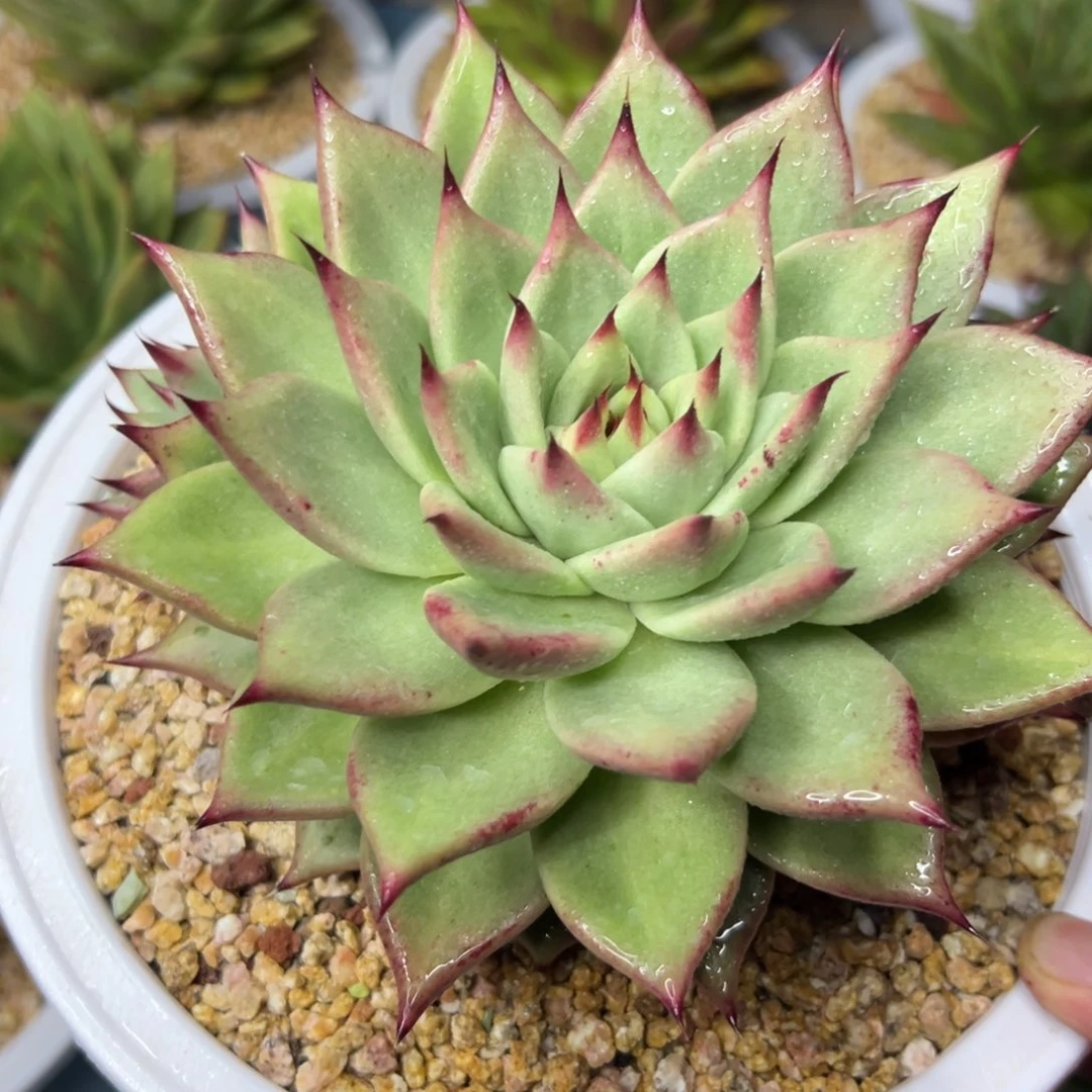 多肉植物一物一拍02