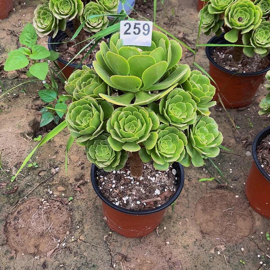 樱**丽绿杨荣一物一拍259