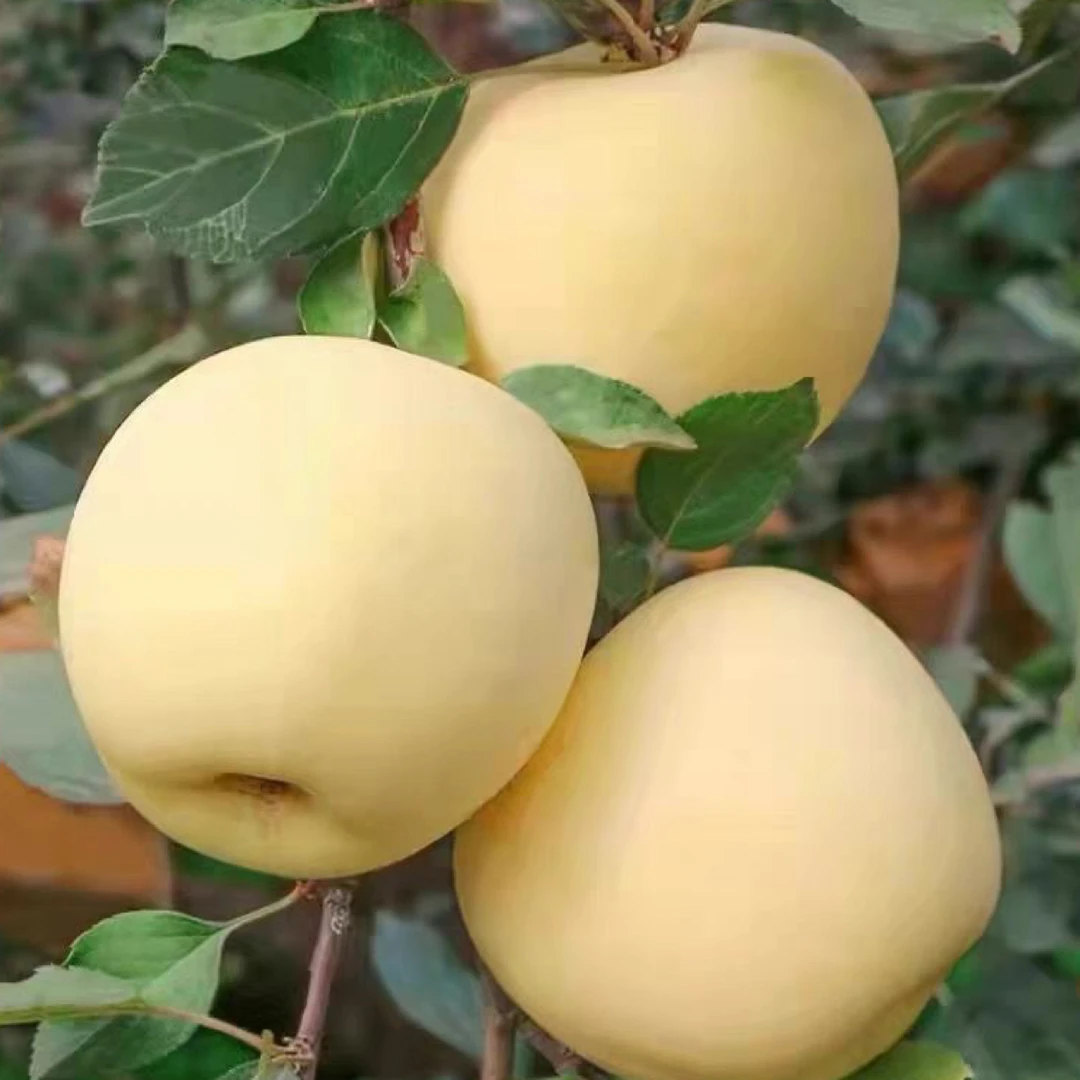 奶油富士苹果新鲜头茬多汁现摘现发新鲜采摘大果脆甜应季水果