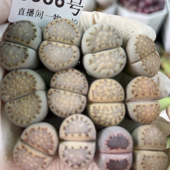 8886四年优选饼干12个1.5-2cm