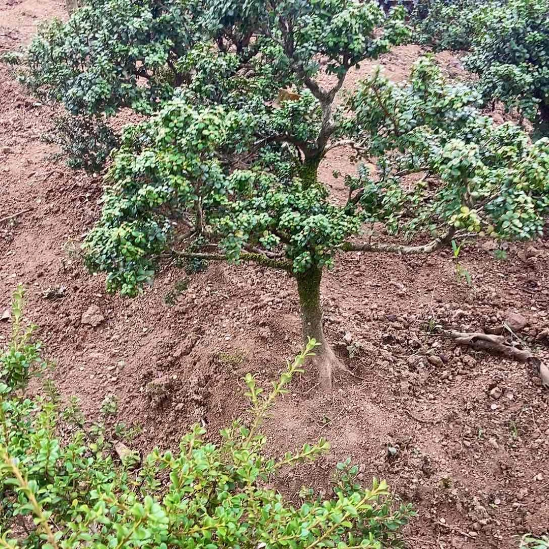 1***6安徽万佛山珍珠黄杨