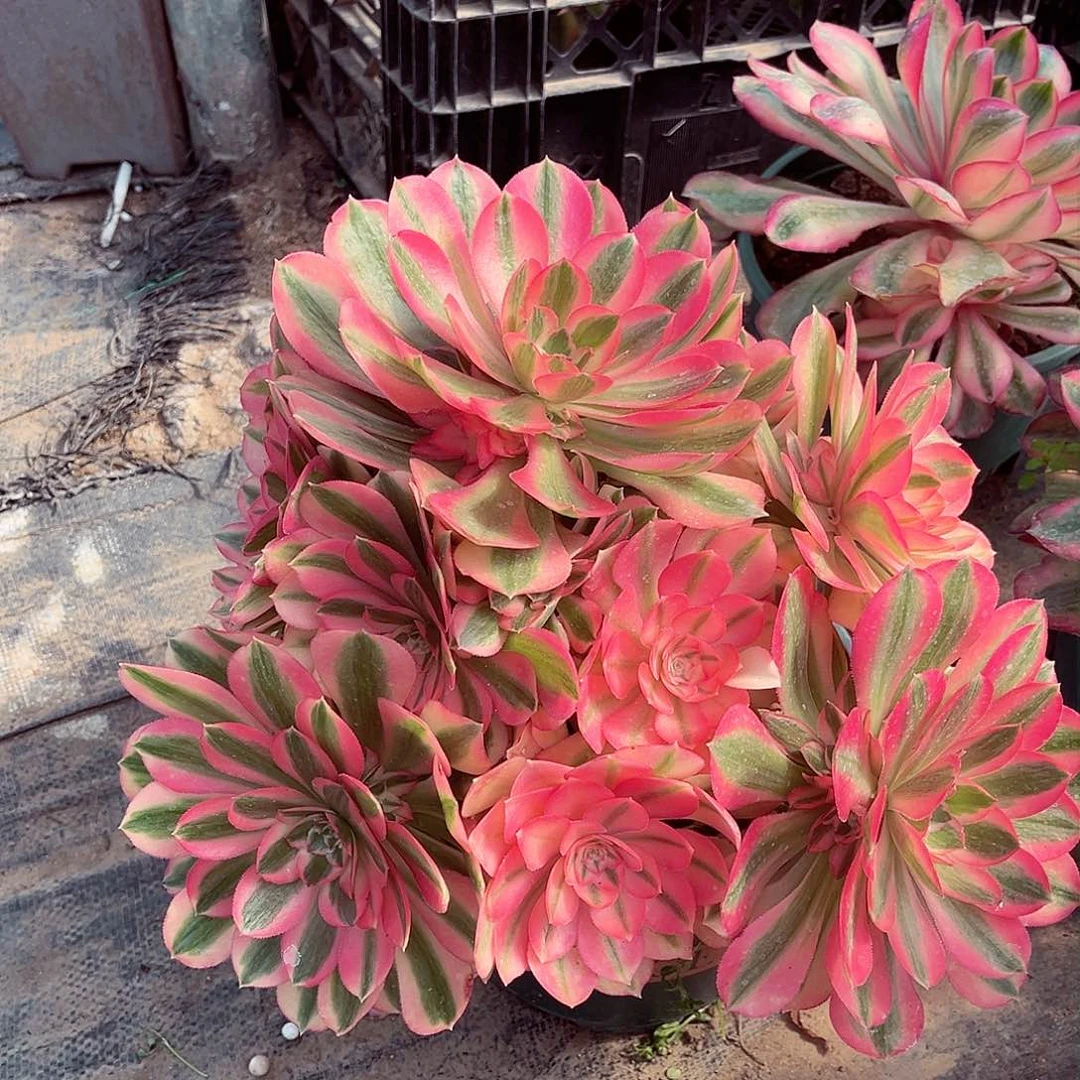法师多肉植物女巫