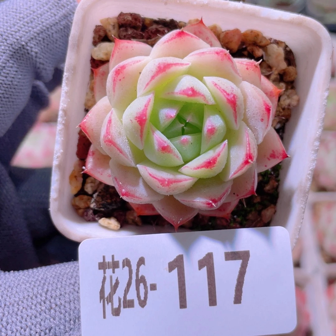 花利美26-117美瞳