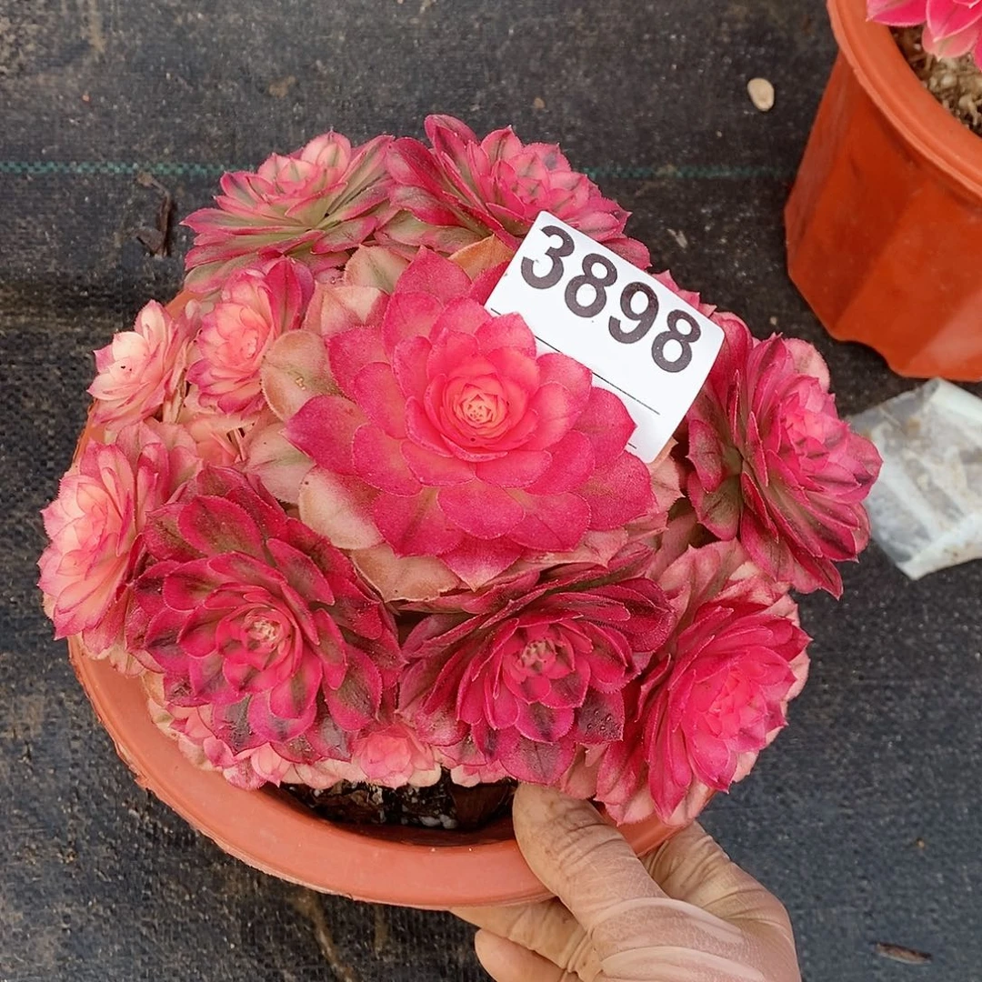 红陶3898倾城小颗冠15.6