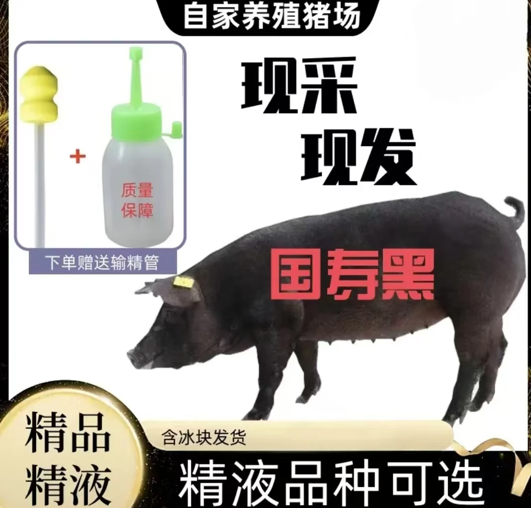 国寿黑黑猪猪精公猪猪精包邮包对吧
