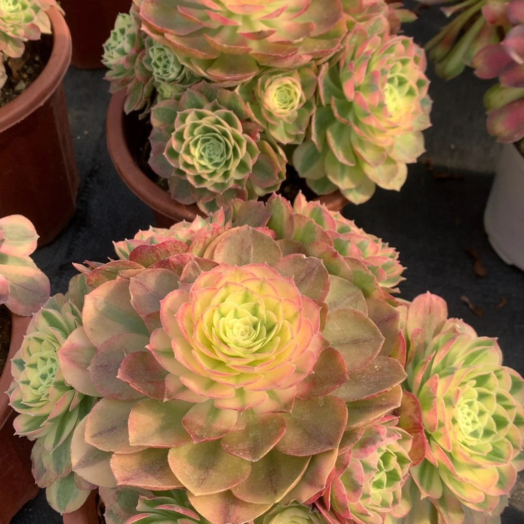 粉钻19.9朵朵朵朵朵朵朵