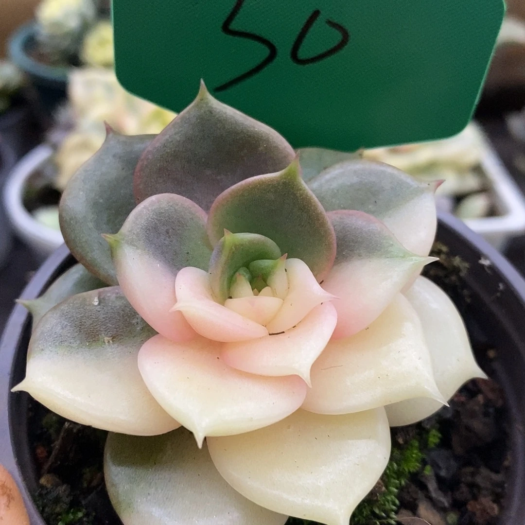 30贝加尔湖哈哈哈哈说