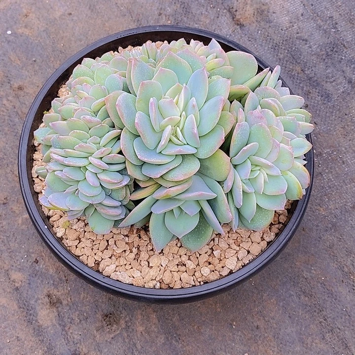 花***轩白凤缀化多肉植物