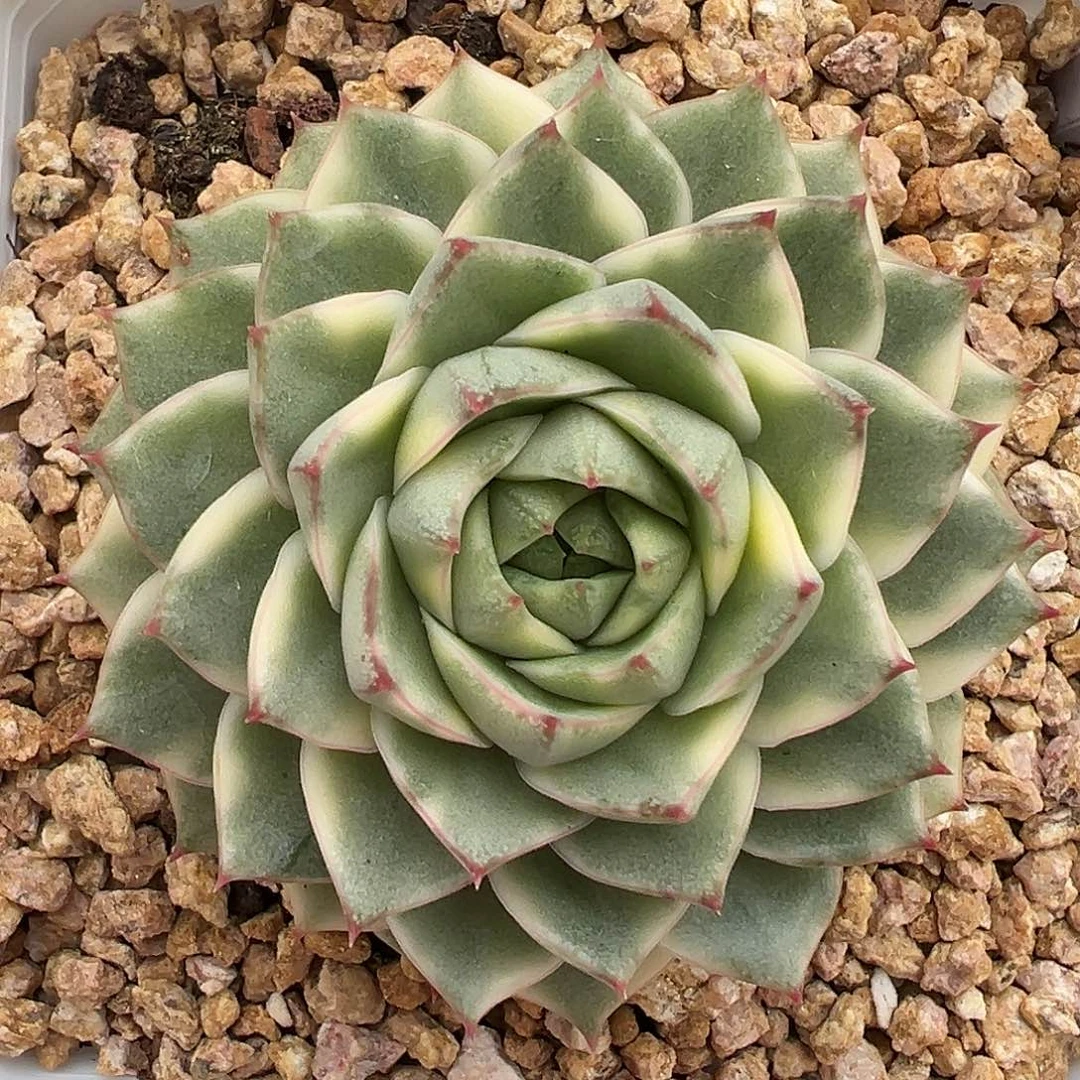 法比奥拉多肉植物