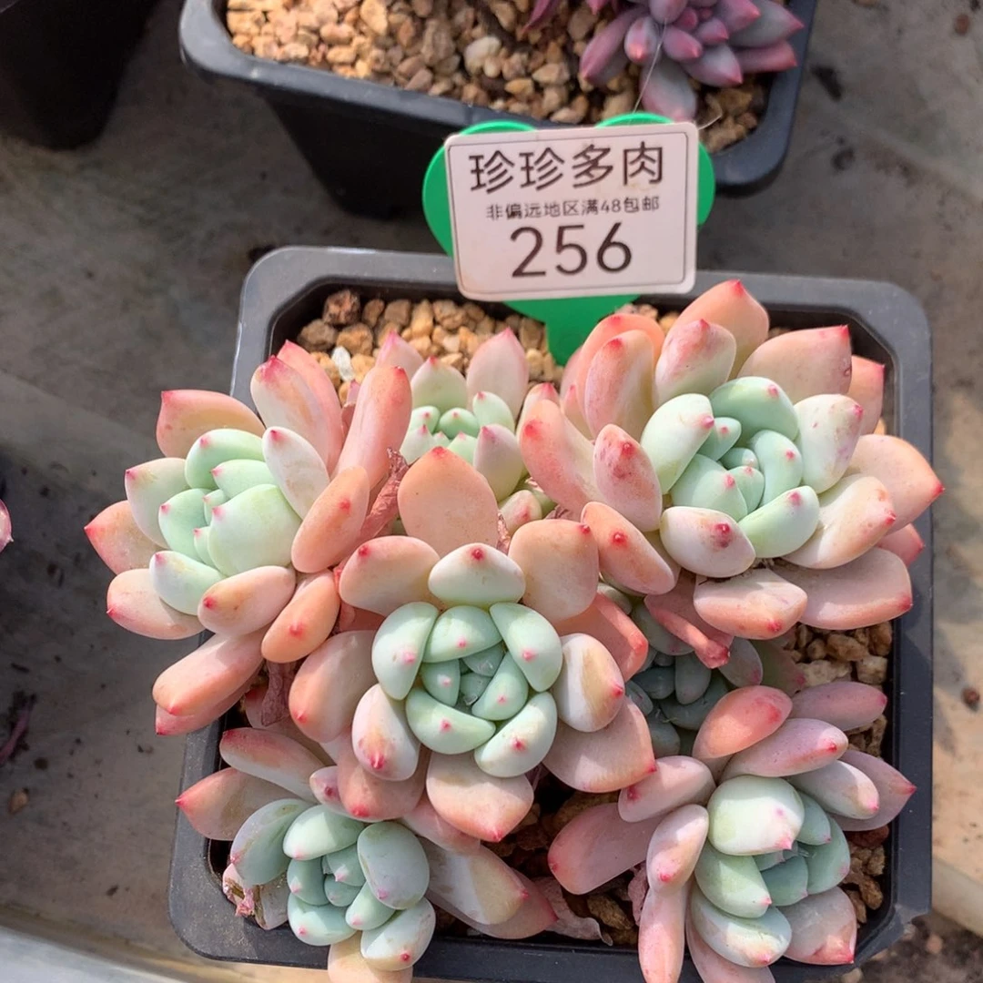 望舒老桩无砍平头256