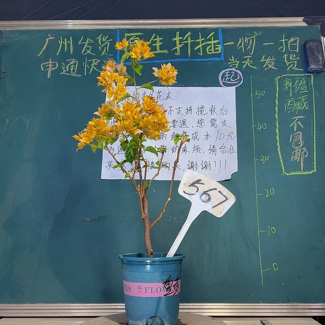 当前无花栽培后可以开花 重瓣黄  567