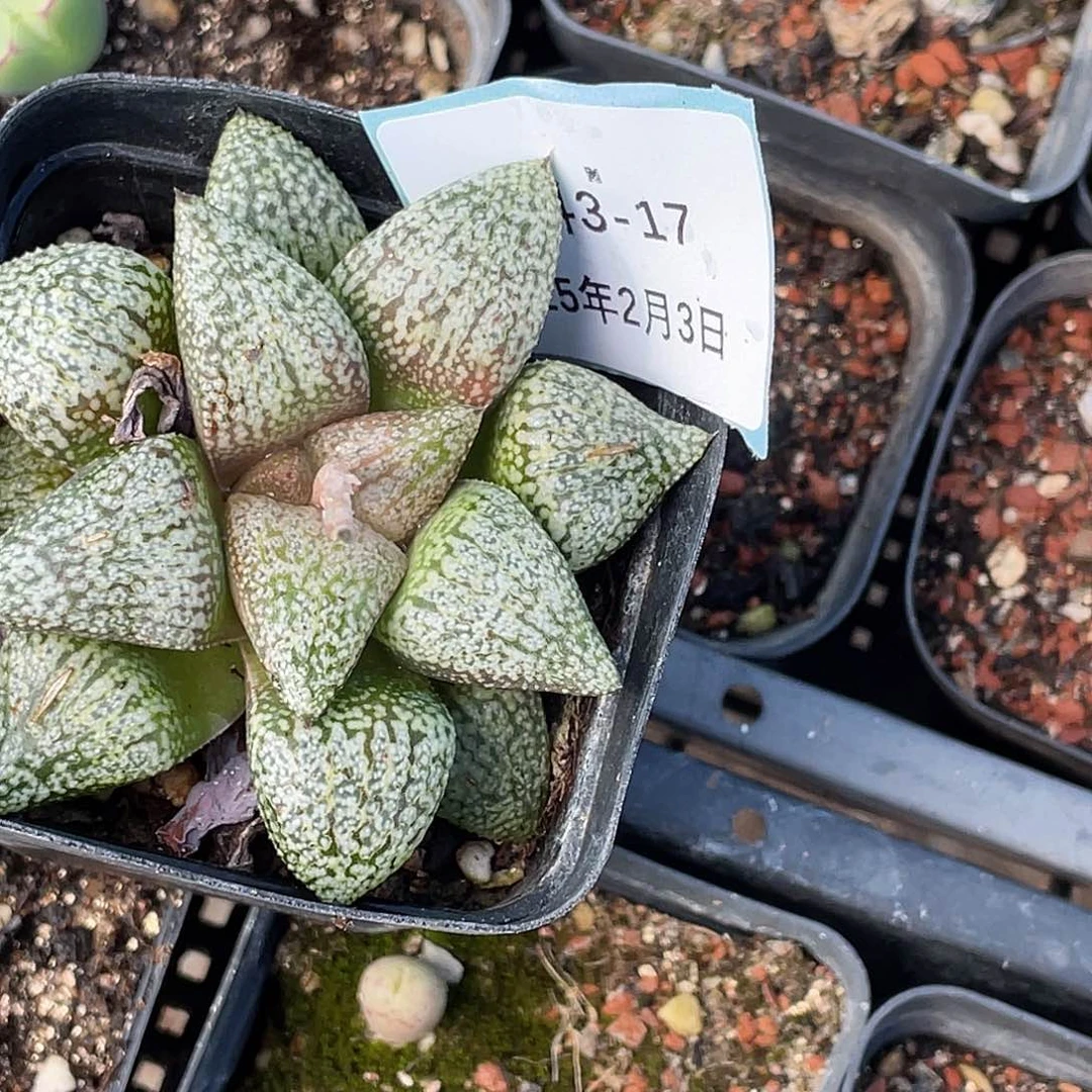 A**.3-17肉锥多肉植物