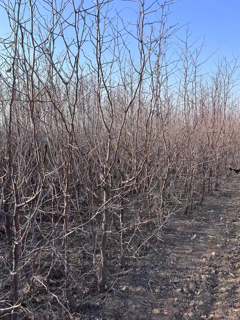 【冬枣树苗组合】三代冬枣冰糖枣蟠枣两年苗（1-2公分）三棵【无土球】