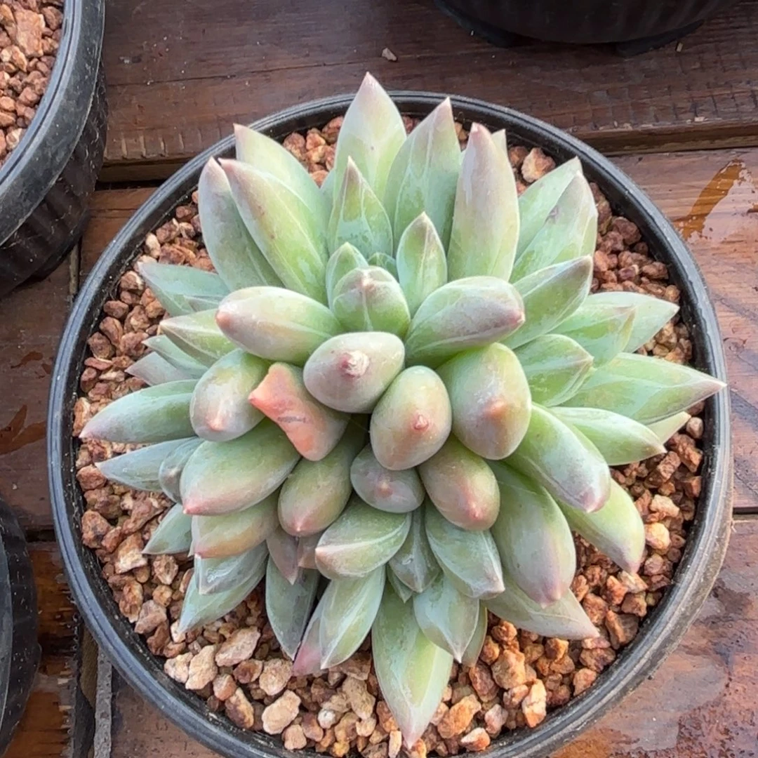 无花朵重楼无砍自然群