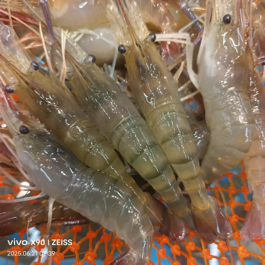 鲜活罗氏虾【老笨海鲜】到家保鲜不保活！！！