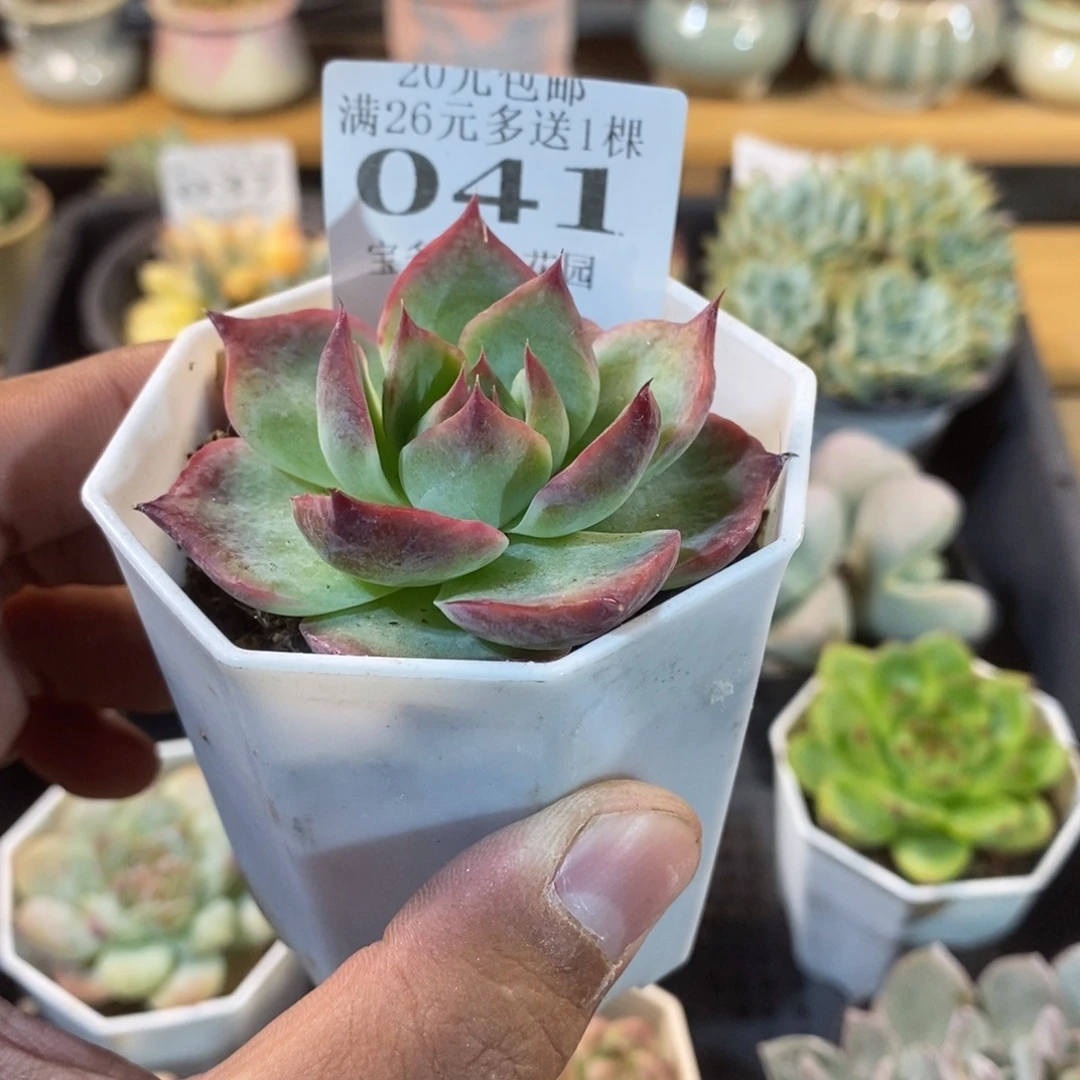 宽叶惊鸿仙子一物一拍满20包邮满26送精品多肉