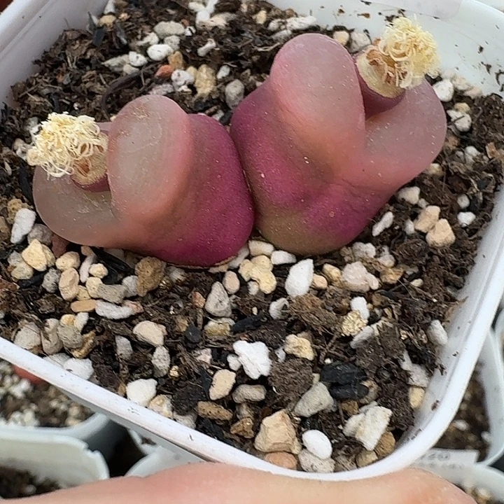 老马生石花双头毛1240