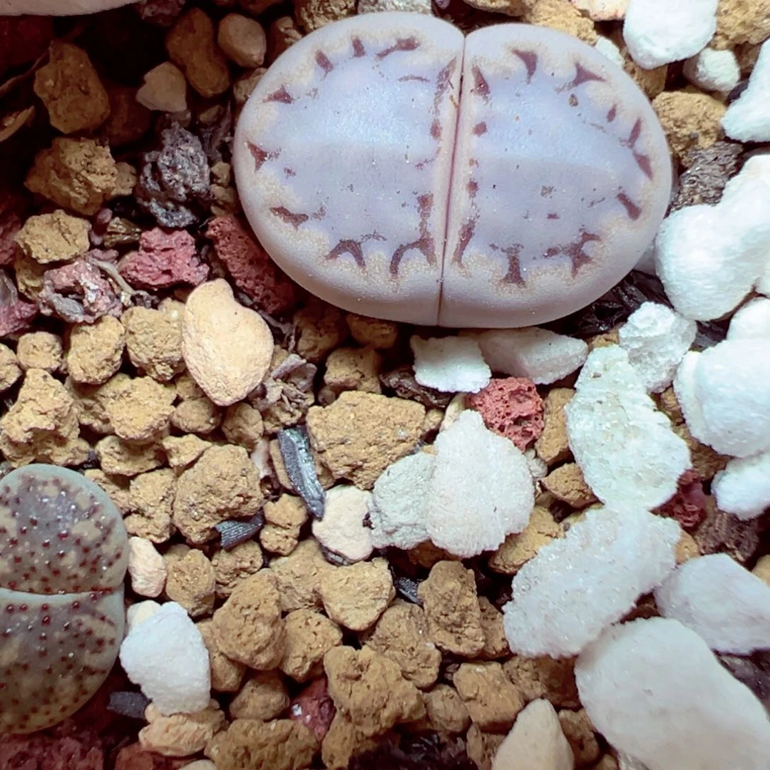 精致优秀的肉肉801-40