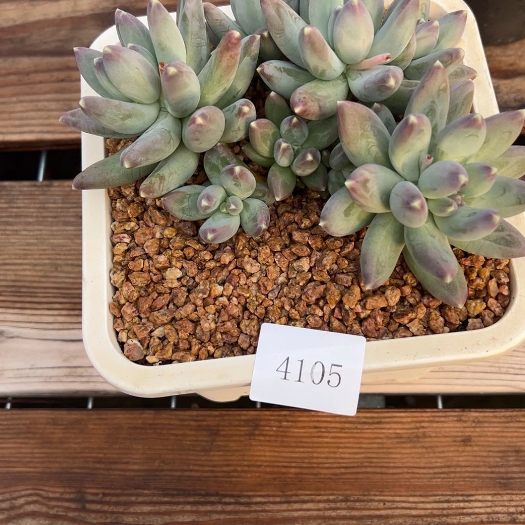 雾*命4105肉多么多么多哦