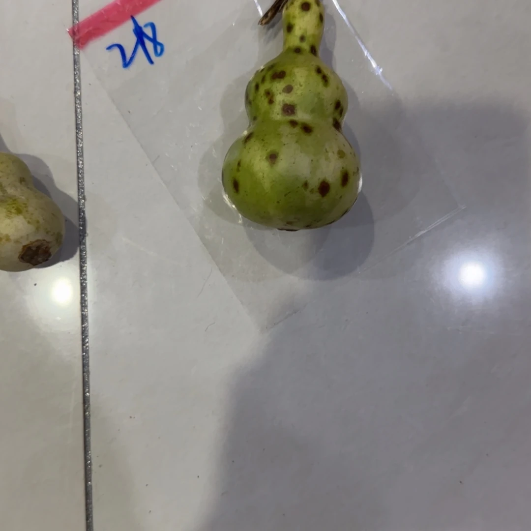 Z***R青皮不包成青皮不包成