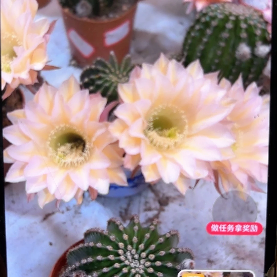 金刚1号6公分带崽微瑕