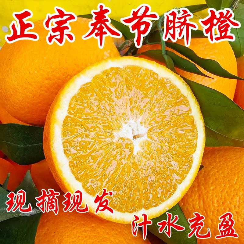 老树果正宗重庆奉节春橙伦晚脐橙现摘孕妇新鲜橙子5斤产地直发