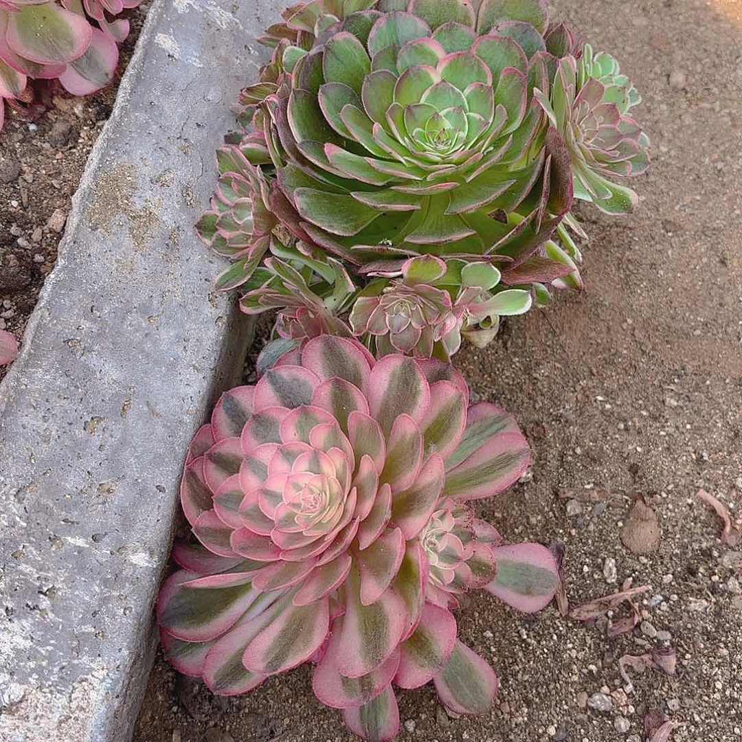 倾城海王多肉植物两颗五号