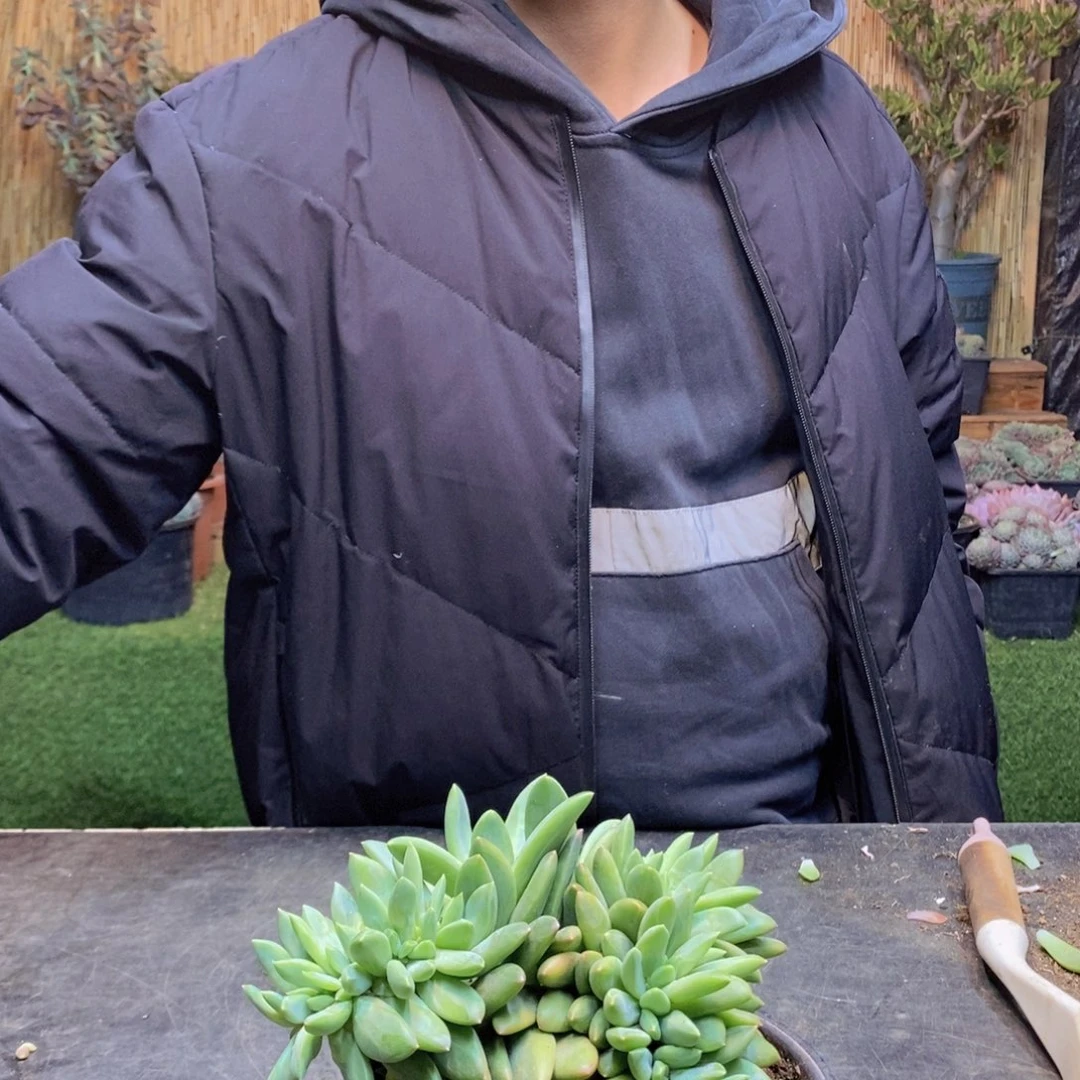 一**祖23 号海洋之歌缀化