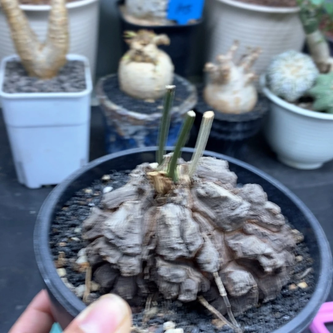 墨西哥龟甲龙多肉植物