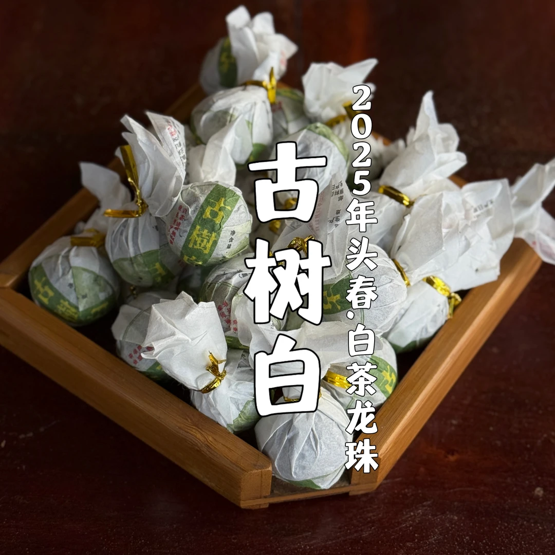 【邦旭严选】2025年 邦旭村 白茶龙珠 古树白 头春云南白茶沱茶