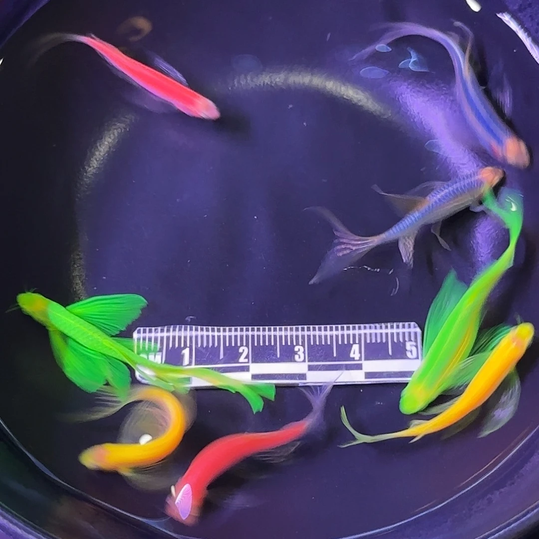 斑马鱼蝶翼斑马混色8装