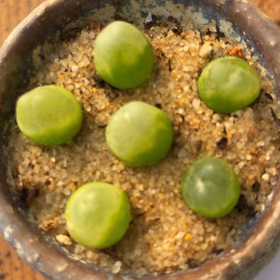 1664紫皮拉登一组