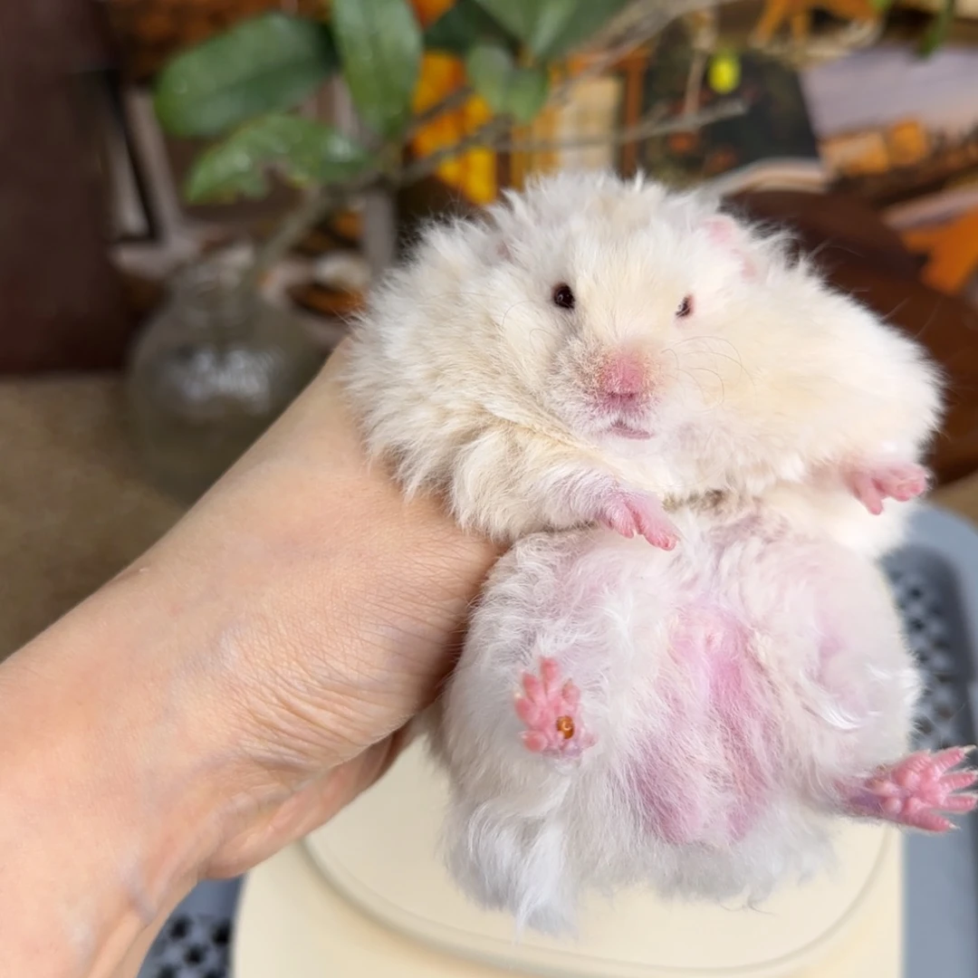 卷毛银灰金弟弟8.03