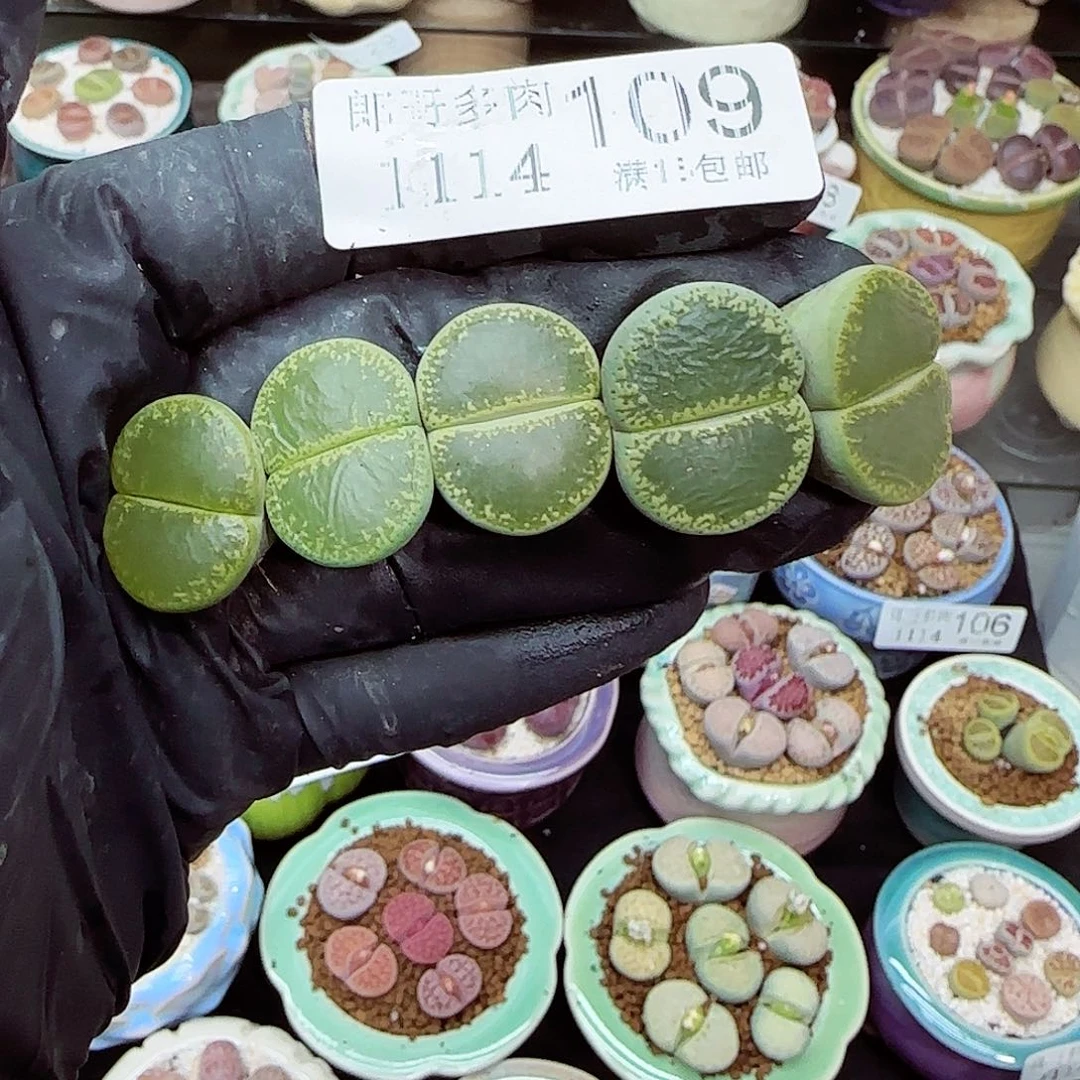 生石花满18包邮1114-109