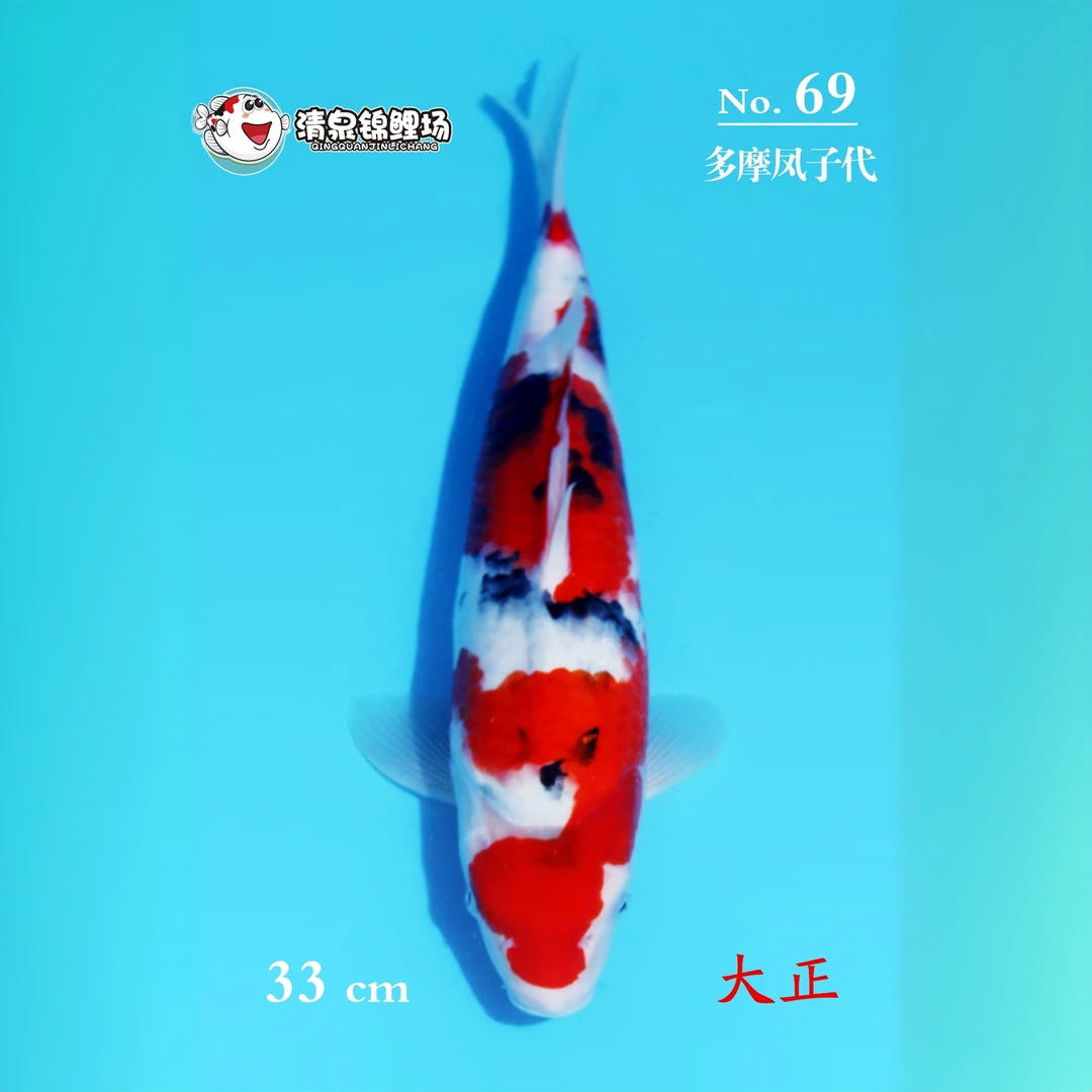 清泉锦鲤 第二次冬季水泥池寄养 多摩凤子代 大正 69号