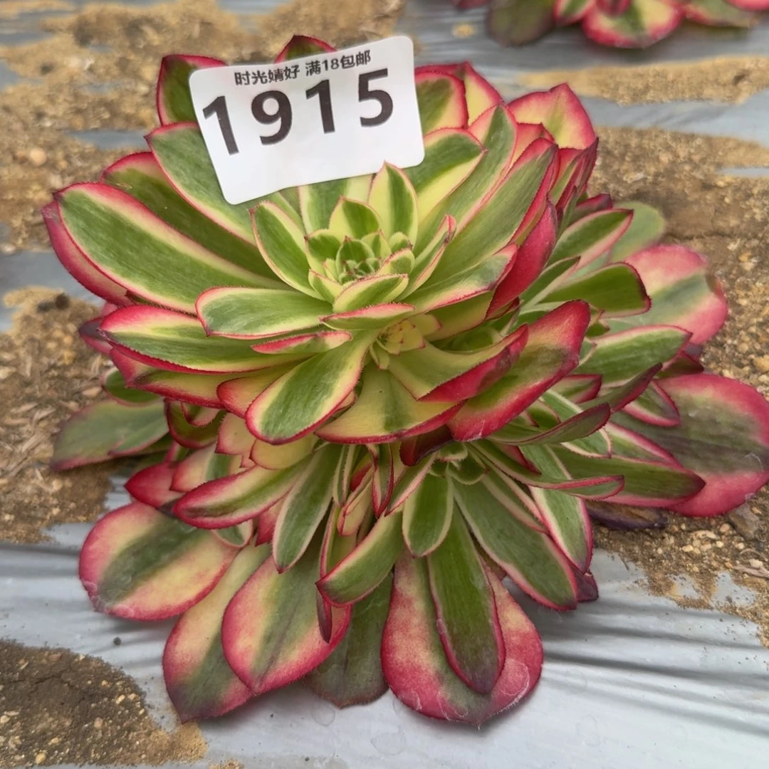 1915荔枝。多肉植物