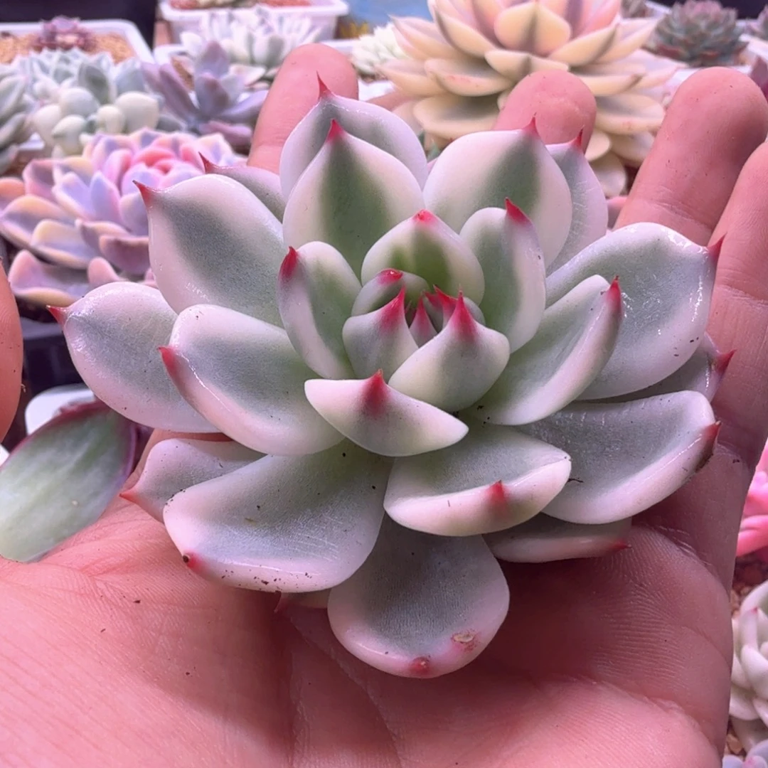 无花朵吉娃娃锦 多肉植物