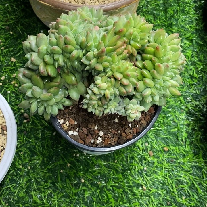 绿橙缀化哦哦哦哦哦哦