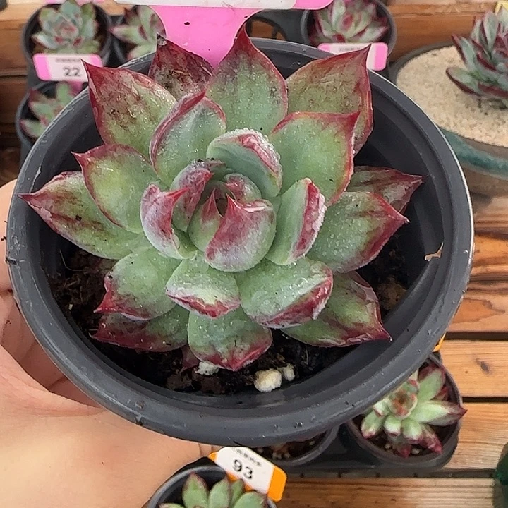 秋***u16 惊鸿仙子多肉植物