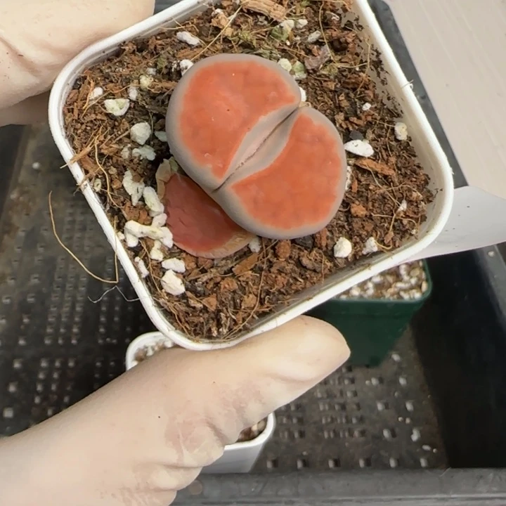 紫**语1542 大棚清仓大捡