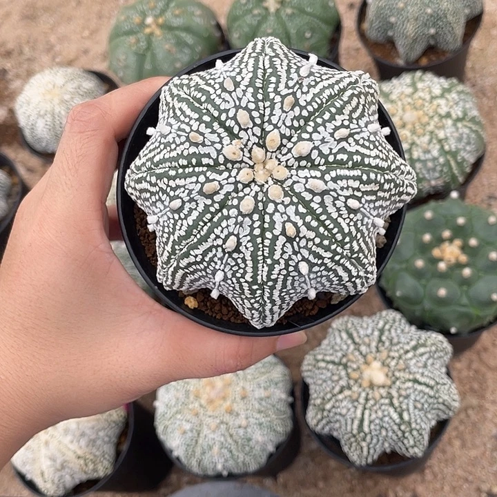 海星兜微瑕疵特价