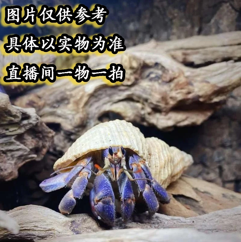 寄居蟹陆生蟹沉木懒人宠物豆丁西伯灰白虎纹萌宠短碗彩灰白里拉