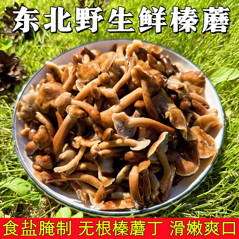 新鲜榛蘑东北野生榛蘑焯水咸蘑菇食用无根特产